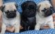 Pug Puppies for sale in Annapolis, MD, USA. price: NA