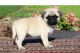 Pug Puppies for sale in Georgetown, DE 19947, USA. price: NA