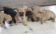 Pug Puppies for sale in Amarillo, TX, USA. price: NA