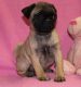 Pug Puppies for sale in Boise, ID, USA. price: $500