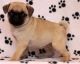Pug Puppies for sale in Boise, ID, USA. price: $500