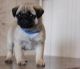 Pug Puppies for sale in Buffalo, NY, USA. price: $500