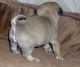 Pug Puppies for sale in New Orleans, LA, USA. price: NA
