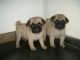 Pug Puppies for sale in Murfreesboro, TN, USA. price: NA