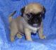 Pug Puppies for sale in Lexington, KY, USA. price: NA