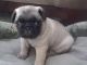 Pug Puppies for sale in Beaver Creek, CO 81620, USA. price: NA