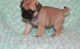 Pug Puppies for sale in West Covina, CA, USA. price: $300