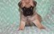 Pug Puppies for sale in West Covina, CA, USA. price: $300