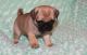Pug Puppies for sale in Alma Center, WI 54611, USA. price: NA