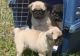 Pug Puppies for sale in Garden Grove, CA, USA. price: NA