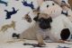 Pug Puppies for sale in Bellevue, KY, USA. price: NA