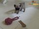 Pug Puppies for sale in Wheatland, WY 82201, USA. price: NA