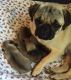 Pug Puppies for sale in Livingston, TX 77351, USA. price: NA