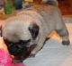 Pug Puppies for sale in Anne Manie, AL 36722, USA. price: $400