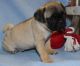 Pug Puppies for sale in Joliet, IL, USA. price: NA