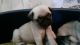 Pug Puppies for sale in Hollywood, FL, USA. price: NA