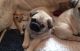 Pug Puppies for sale in Lancaster, CA, USA. price: $240