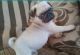 Pug Puppies for sale in Lancaster, CA, USA. price: $230