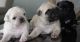 Pug Puppies for sale in Huntington Beach, CA, USA. price: NA