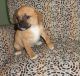 Pug Puppies for sale in Fairhope, AL 36532, USA. price: NA