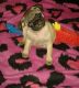 Pug Puppies for sale in Cleveland, OH, USA. price: NA