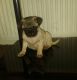 Pug Puppies for sale in Cleveland, OH, USA. price: NA