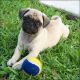 Pug Puppies for sale in Odessa, TX, USA. price: NA