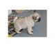 Pug Puppies for sale in Odessa, TX, USA. price: $300