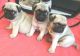 Pug Puppies for sale in Long Beach, CA, USA. price: $250