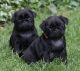 Pug Puppies for sale in Days Creek, OR, USA. price: NA