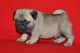 Pug Puppies for sale in Ashland, VA 23005, USA. price: $500