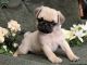 Pug Puppies for sale in Accomac, VA 23301, USA. price: NA