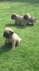 Pug Puppies for sale in Evansville, WY, USA. price: NA