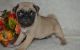 Pug Puppies for sale in Carlsbad, CA, USA. price: NA