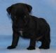 Pug Puppies for sale in Doddridge, Sulphur Township, AR 71826, USA. price: NA