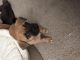 Pug Puppies for sale in North Andover, MA 01845, USA. price: NA
