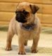 Pug Puppies for sale in East Los Angeles, CA, USA. price: NA