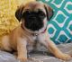Pug Puppies for sale in Baltimore, MD, USA. price: $650