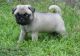 Pug Puppies for sale in Corpus Christi, TX, USA. price: NA