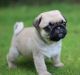 Pug Puppies for sale in Madison, WI, USA. price: NA