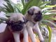 Pug Puppies for sale in New Haven, CT, USA. price: NA