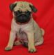 Pug Puppies for sale in Burbank, CA, USA. price: NA