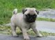Pug Puppies for sale in Shreveport, LA, USA. price: NA