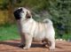 Pug Puppies for sale in Eugene, OR, USA. price: NA