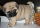 Pug Puppies for sale in Laramie, WY, USA. price: NA