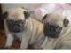 Pug Puppies for sale in Memphis, TN, USA. price: NA