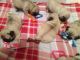 Pug Puppies for sale in Mariehamn, Åland Islands. price: 300 EUR