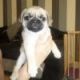 Pug Puppies for sale in Bay City, OR 97107, USA. price: NA
