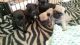 Pug Puppies for sale in Arlington, TX, USA. price: NA
