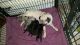 Pug Puppies for sale in St Pete Beach, FL, USA. price: $300